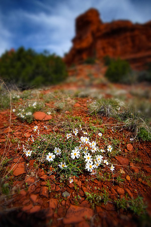 Red Rocks, Sedona, USA