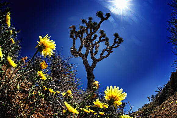 Joshua Tree NP