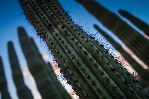 Organ Pipe Cactus National Monument
