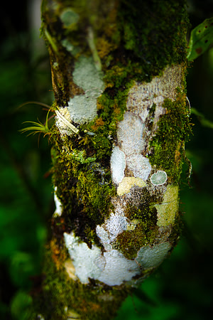 El Yunque National Forest