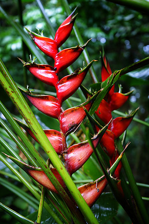Bosque Rio Abajo