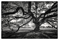 St Joseph Plantation