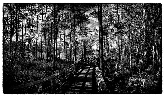 Corkscrew Swamp Sanctuary