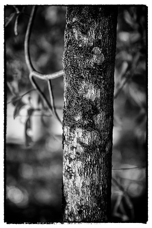 Corkscrew Swamp Sanctuary