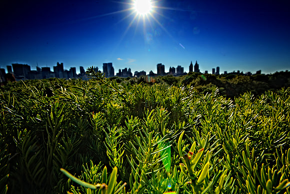 Central Park from the roof of the Met