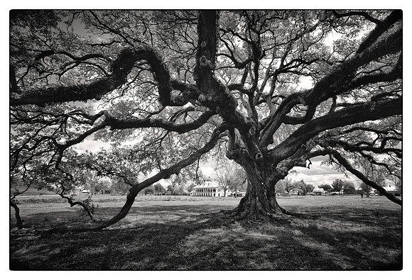 st joseph plantation lousisana 00655-bw-b2