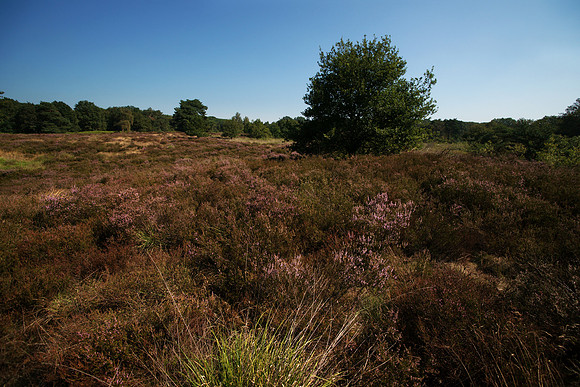 Nationaal Park de Meinweg