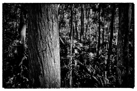 Corkscrew Swamp Sanctuary
