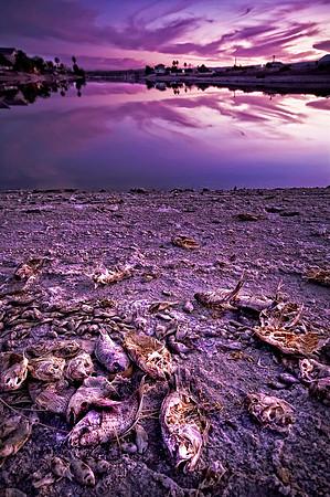 Dead Fish, Salton Sea