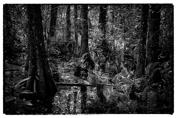 Corkscrew Swamp Sanctuary