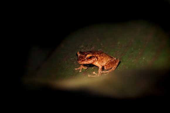 Coqui Frog