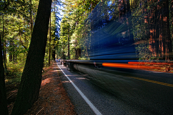 Avenue of the Giants