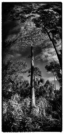 Corkscrew Swamp Sanctuary