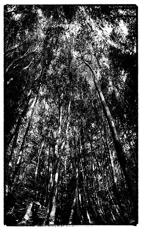Corkscrew Swamp Sanctuary