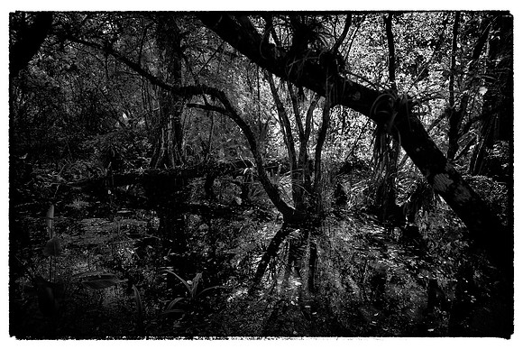 Corkscrew Swamp Sanctuary