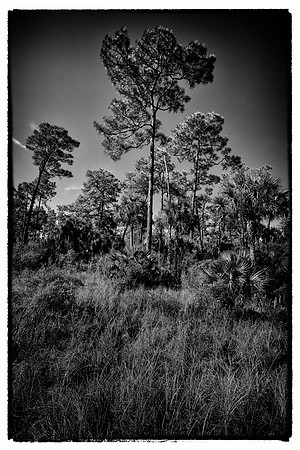 Corkscrew Swamp Sanctuary