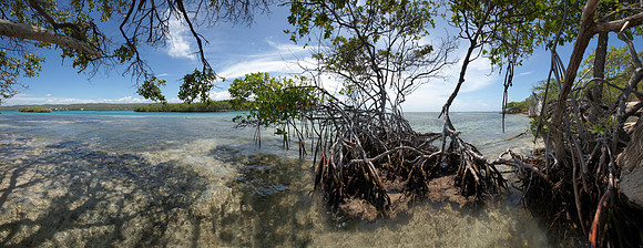 Mangroves La Isla Guilligan