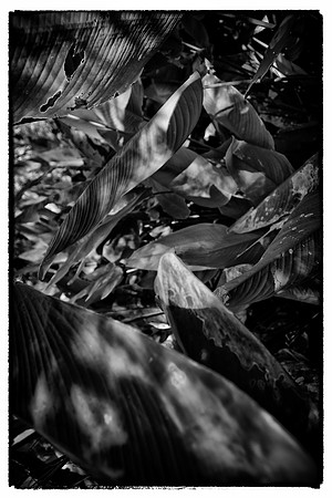 Corkscrew Swamp Sanctuary