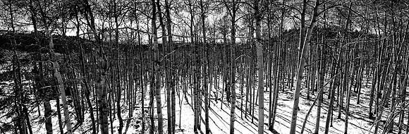 Aspen in the snowBlack and White