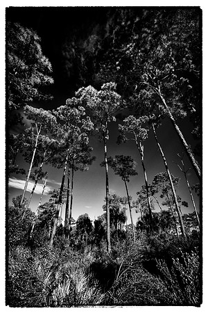 Corkscrew Swamp Sanctuary