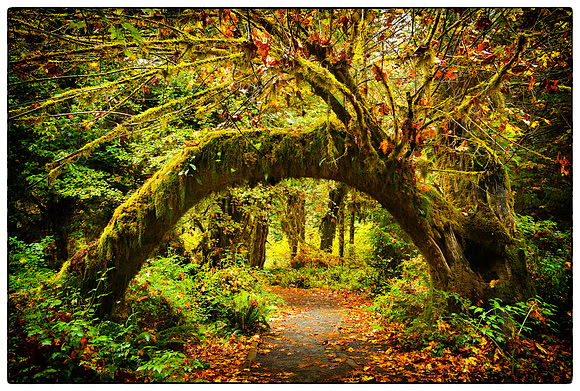 Hoh Rainforest, WA