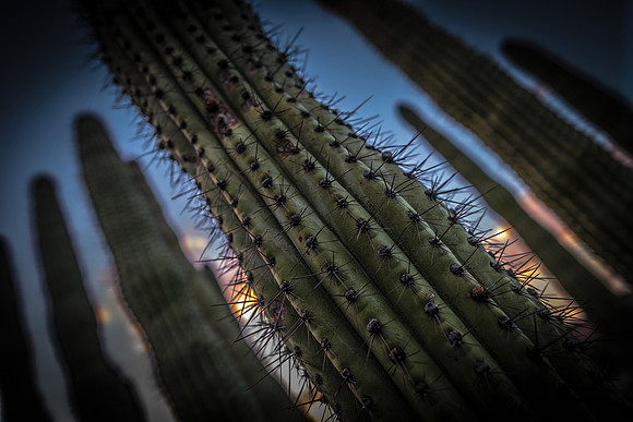 Organ Pipe Cactus