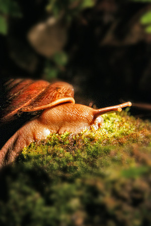 Snail, El Yunque