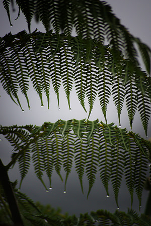 Bosque Rio Abajo