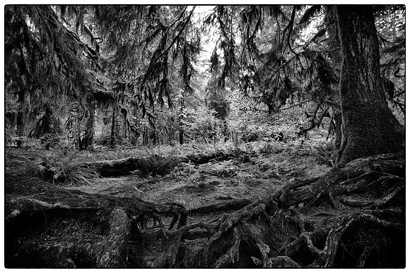 Hoh Rainforest, WA