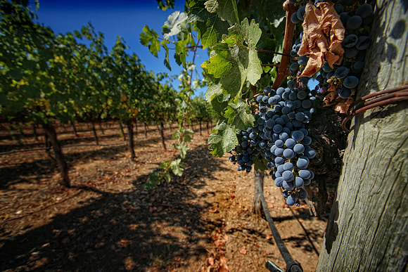 Coppola Winery