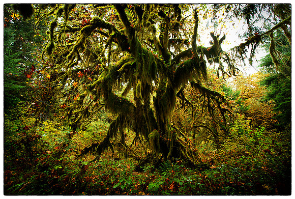 Hoh Rainforest, WA