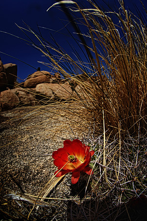 Cactus flower, Joshua Tree NP