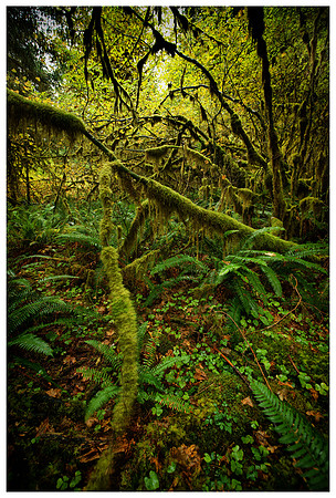 Hoh Rainforest, WA