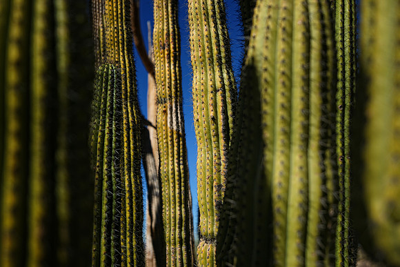 Organ Pipe Cactus National Monument