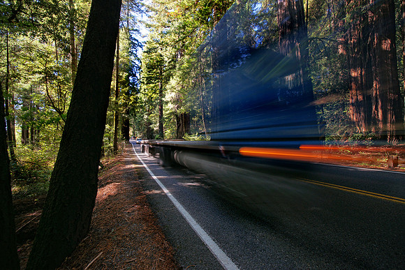 Avenue of the Giants