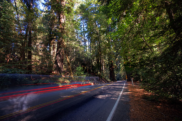 Avenue of the Giants