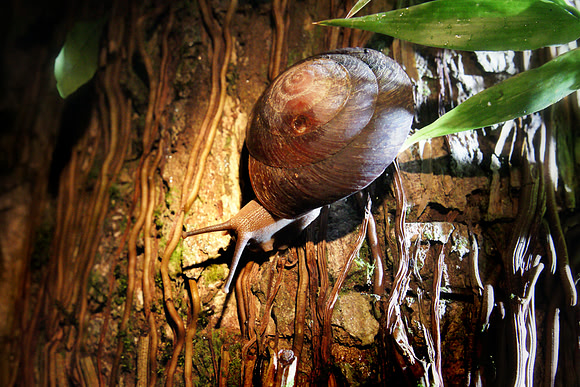Snail, El Yunque