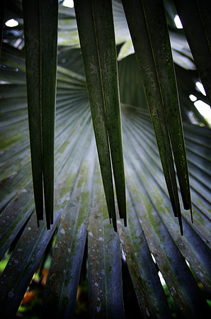 Bosque Rio Abajo