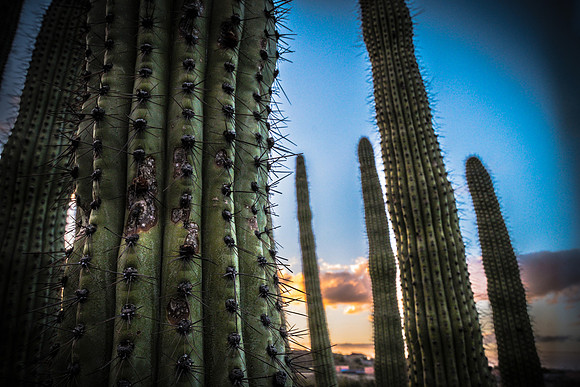 Organ Pipe Cactus National Monument