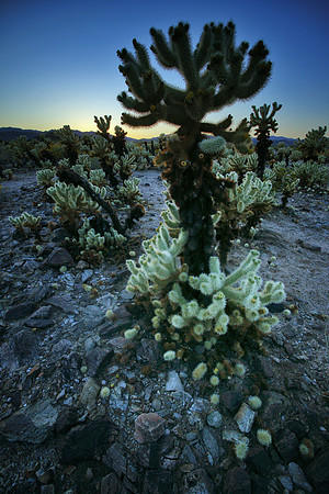 Cholla Garden, Joshua Tree NP