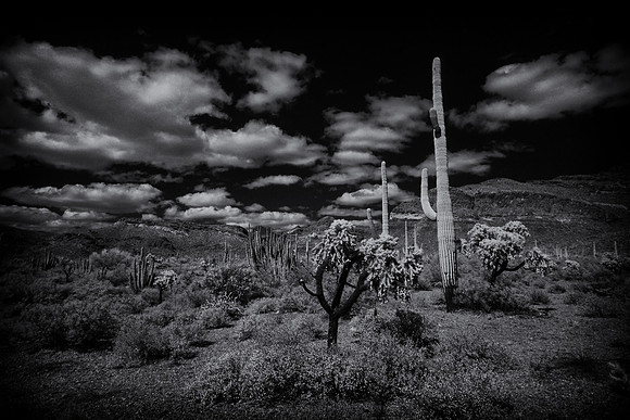 Organ Pipe Cactus National Monument